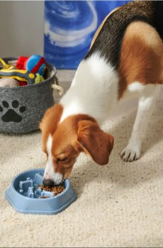 Миска для домашніх тварин - блакитний