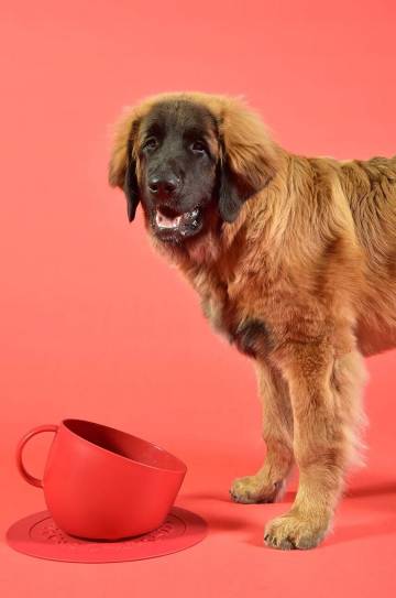 Миска для собак United Pets Cup Dog Миска для собак United Pets Cup Dog