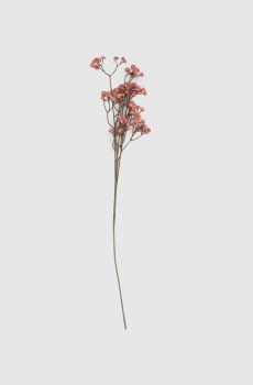 Декоративная ветвь гипсофилы