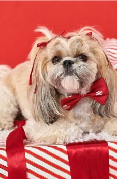 Хлопчик шарф - червоний