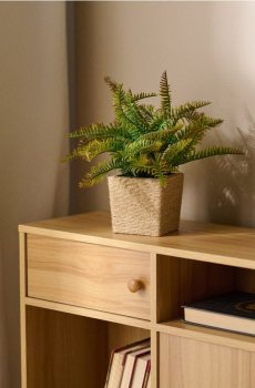 Декоративна рослина в горщику – папороть - зелений