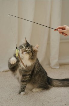 Котяча вудочка - чорний